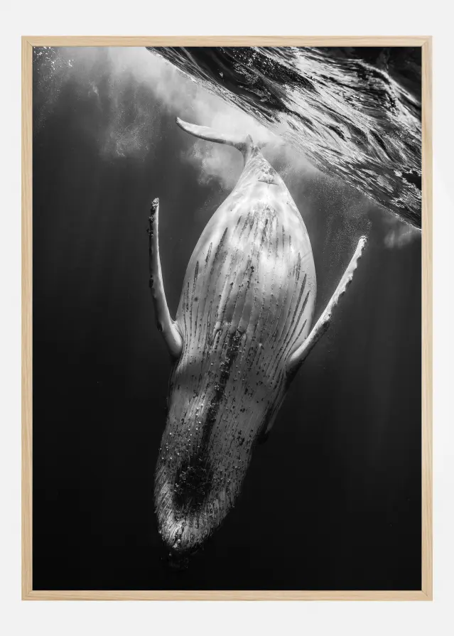 Black A Whale Plakāts
