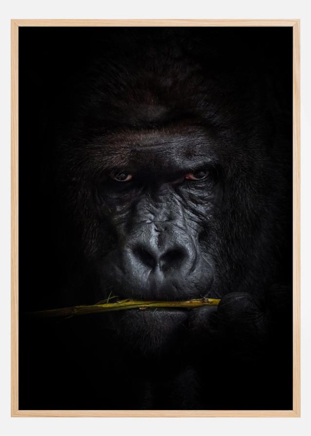 Mysterious gorilla Plakāts