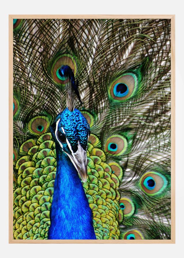 Peacock I Plakāts