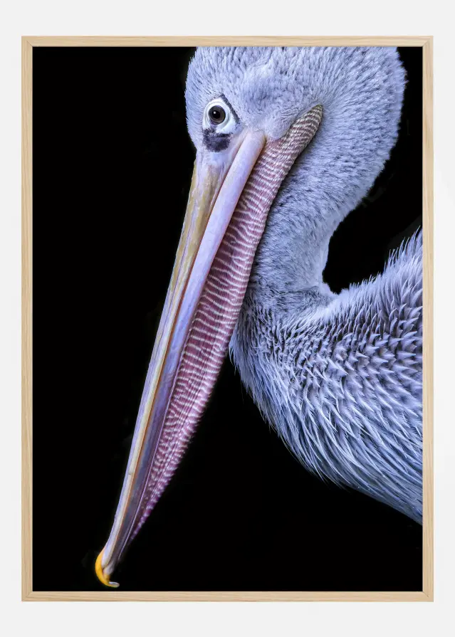 Pelican at night Plakāts