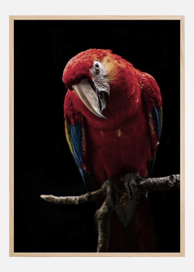Portrait of Scarlet Macaw Plakāts