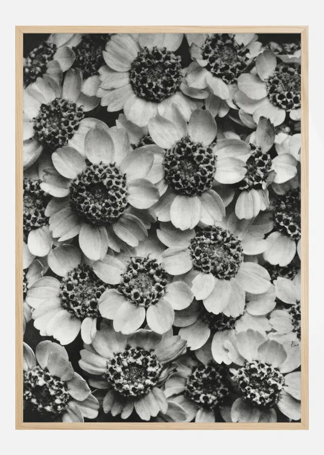 Black And White Flowers Plakāts