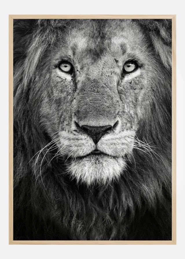Royal Lion portrait Plakāts