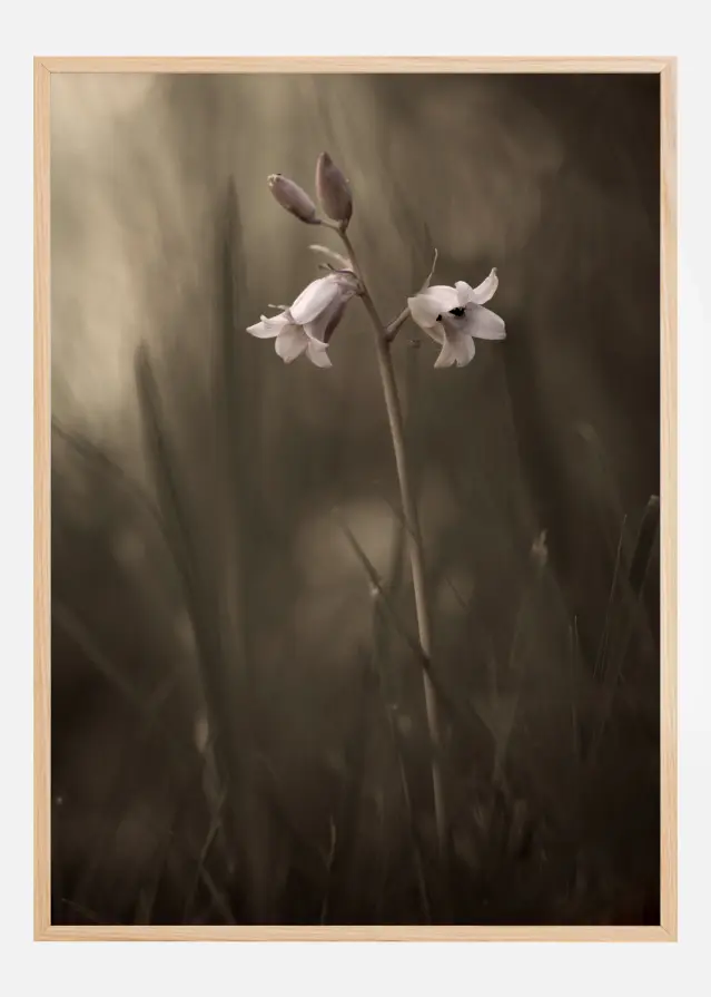 A Small Flower On The Ground Plakāts