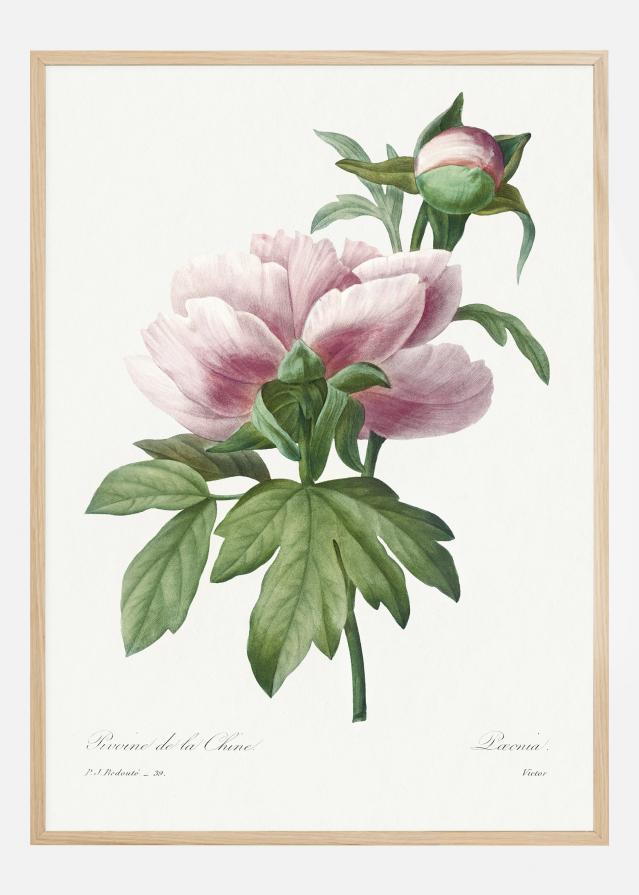 Peony Plakāts