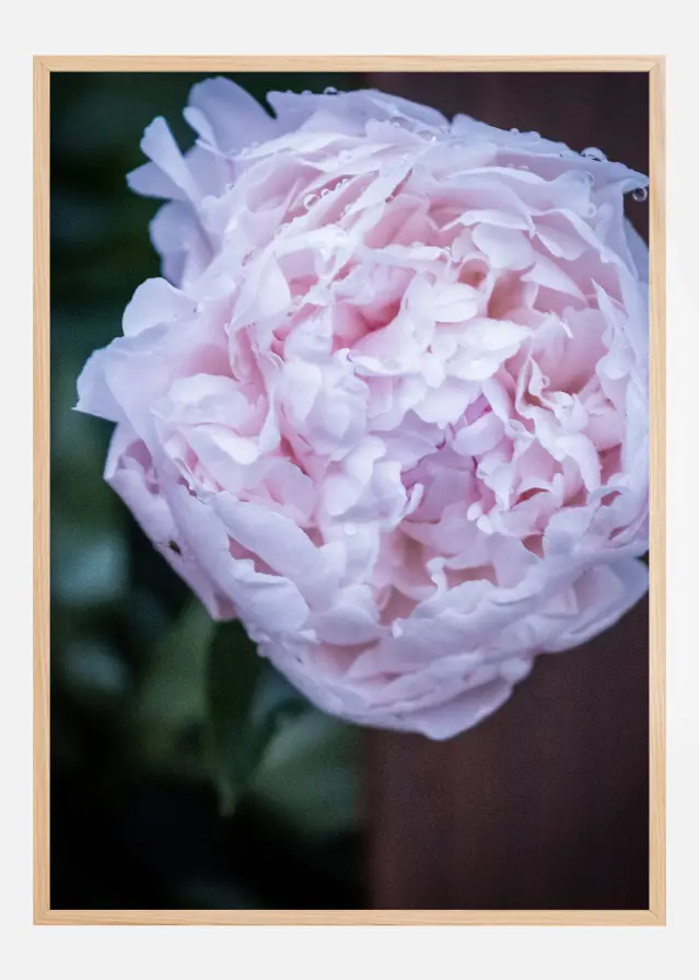 Peony I Plakāts