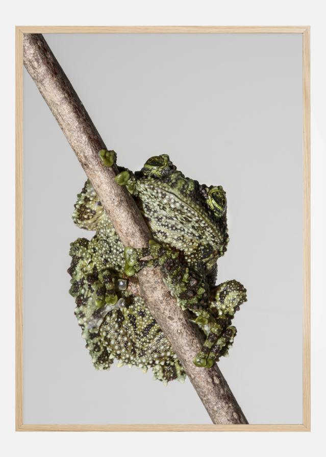 Frog On Tree Plakāts