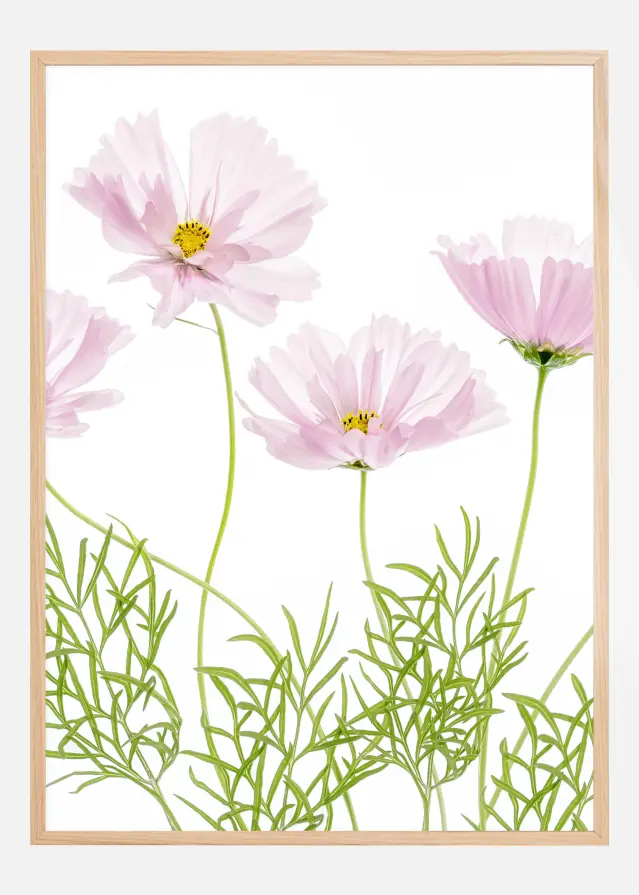 Cosmos Cupcake Plakāts