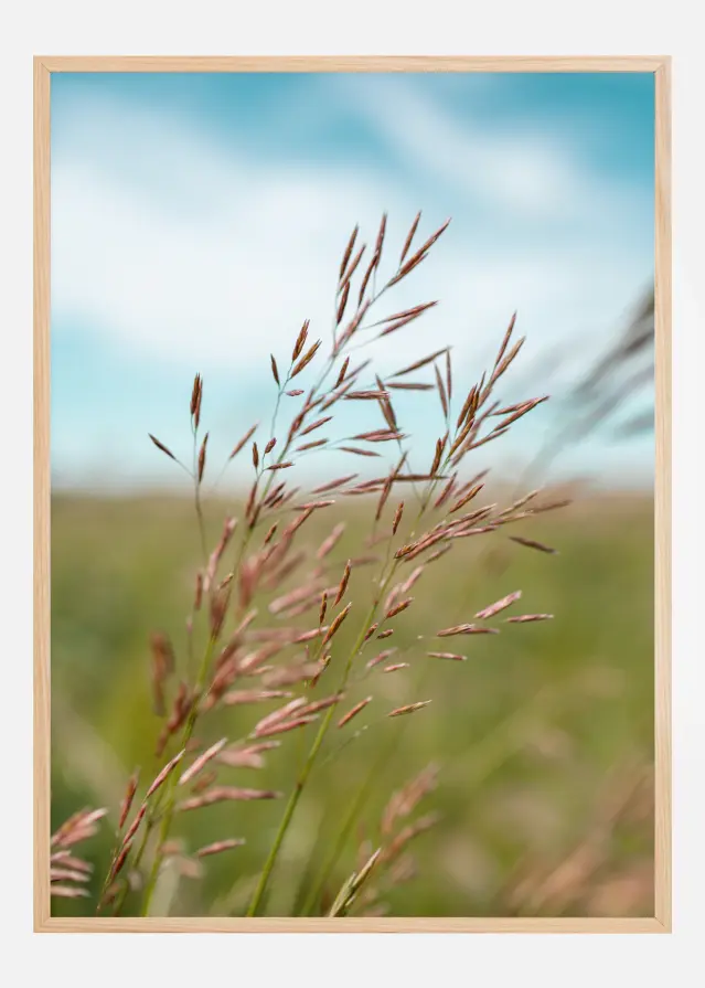 Summerday Plakāts