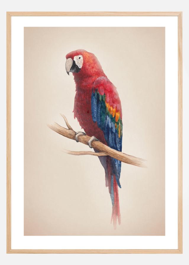 Tropical Parrot Plakāts