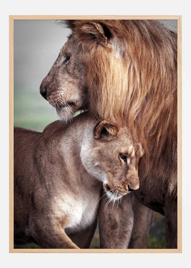 Wild Lion Love Plakāts