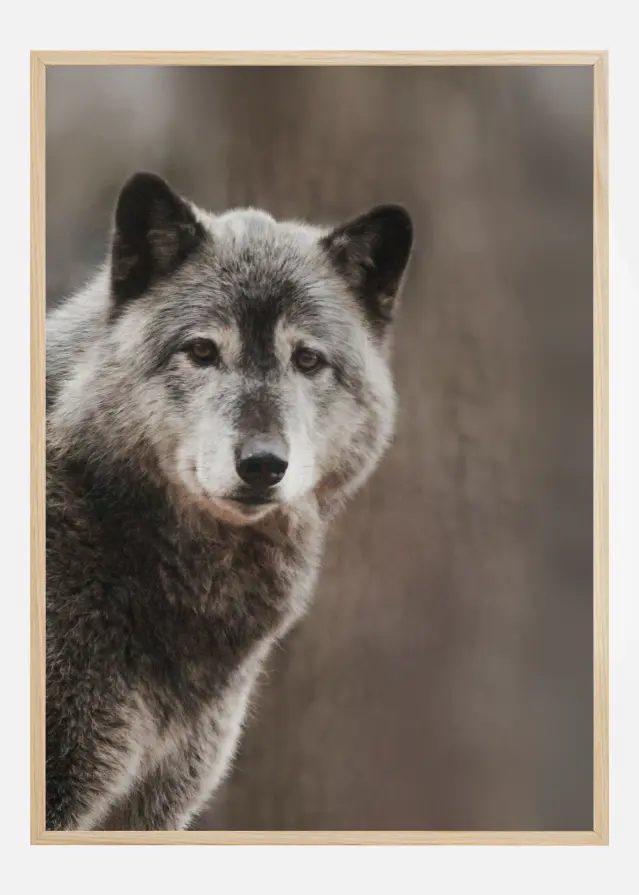 Wolf Plakāts