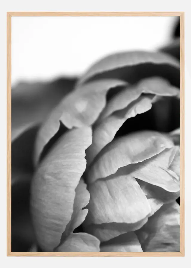 Peony B&W Plakāts