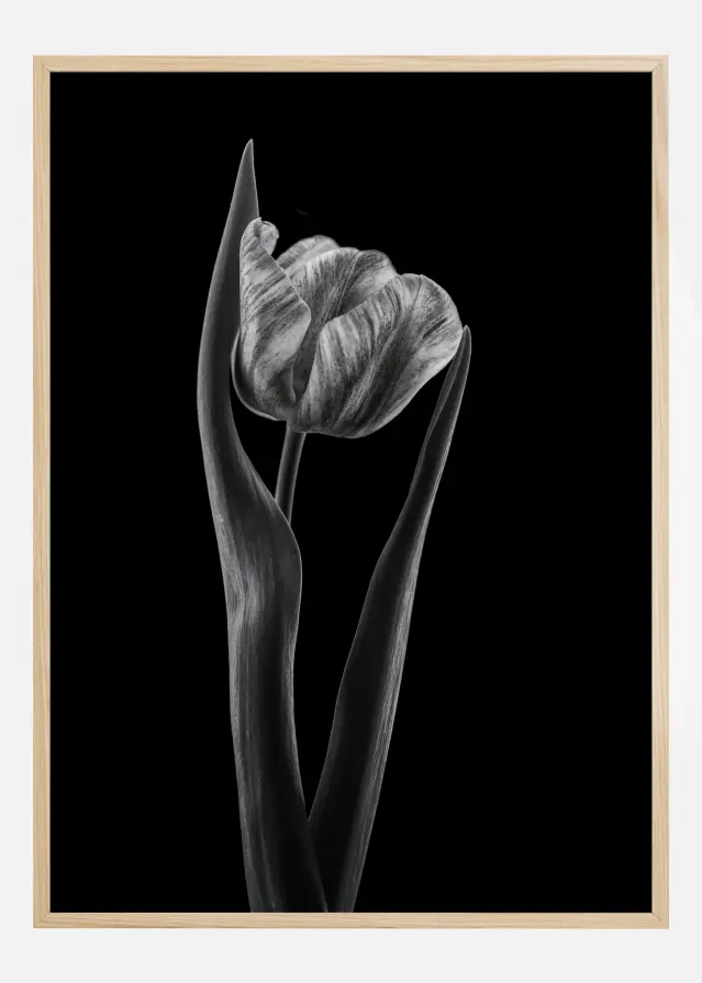 Rembrandt Tulip Plakāts