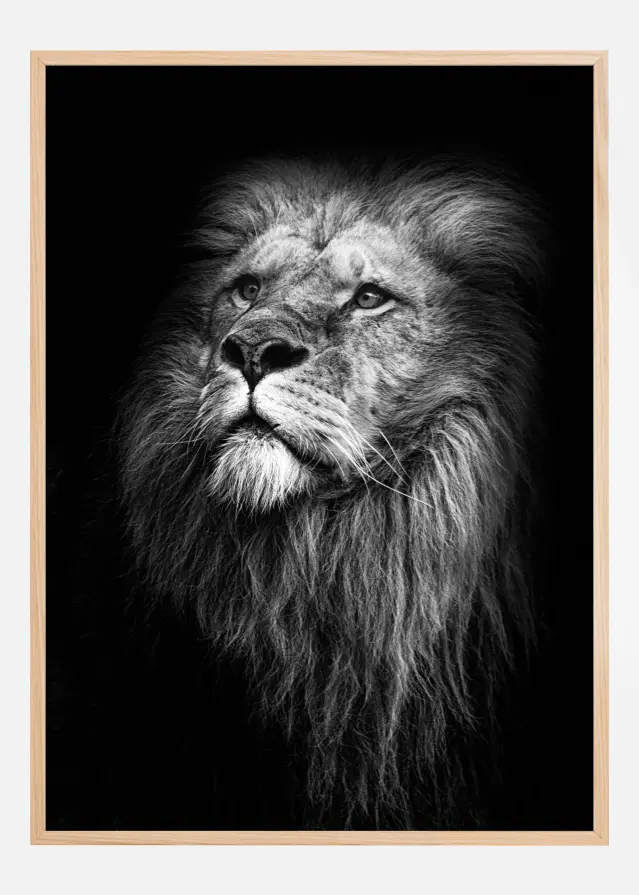 King Of Lions Plakāts