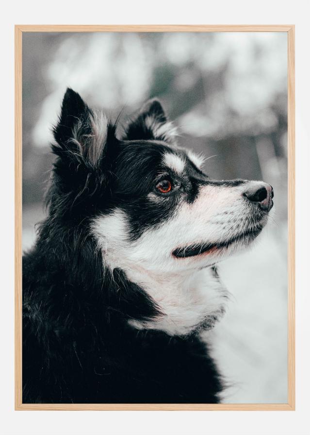 Finnish Lapphund Plakāts