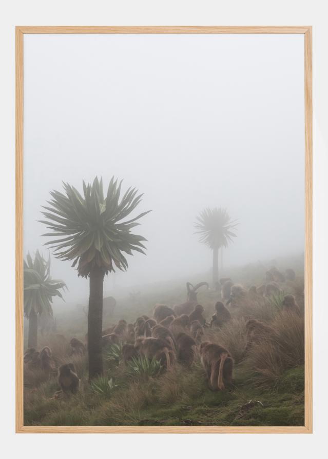 Walia Ibex Into A Gelada Troop Plakāts