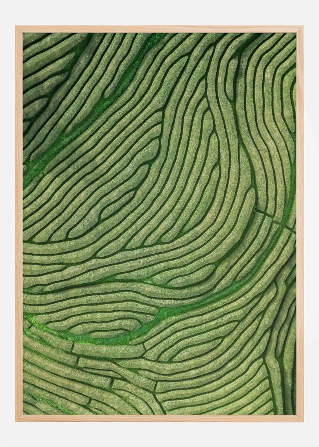 Green lines Plakāts