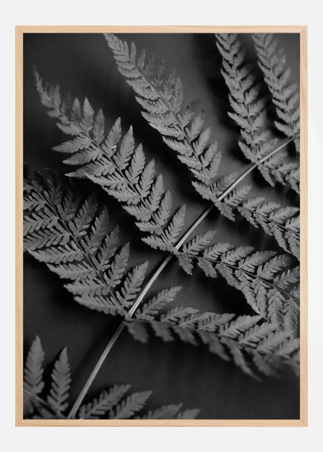 Black Fern Plakāts