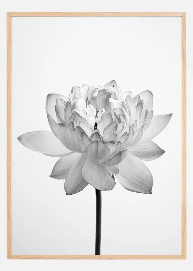 Grey flower Plakāts