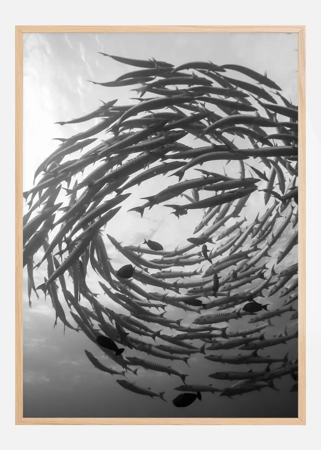 Barracuda Tornado Plakāts