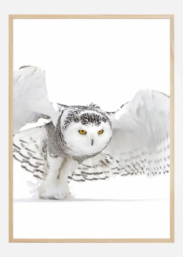 Snowy Owl Jazz Wings Plakāts