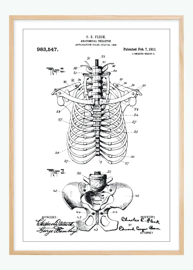 Patenta rasējums - Anatomisks skelets II Plakāts