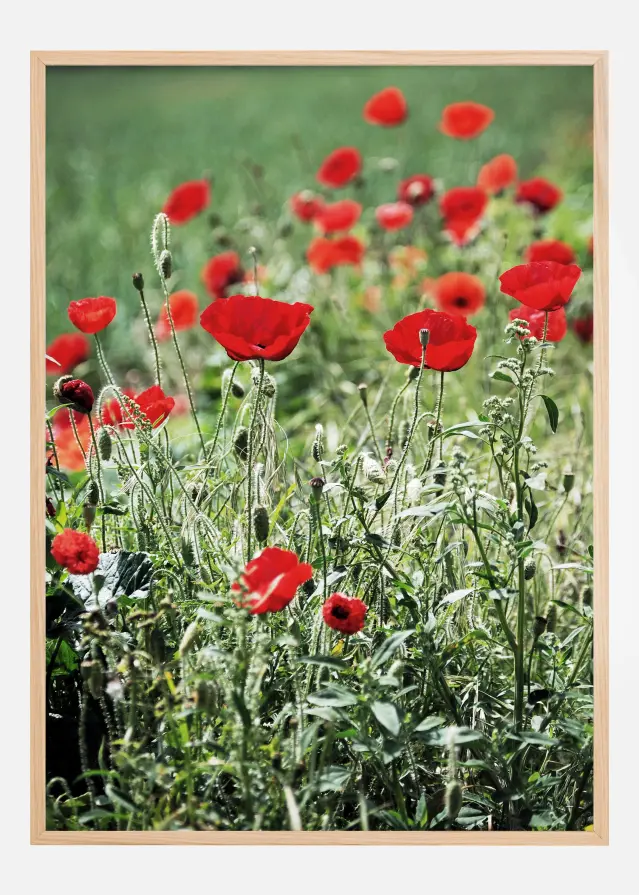Poppy Fields Plakāts