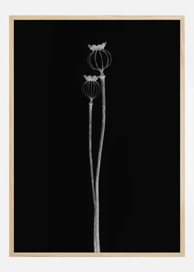 Poppy Pods Plakāts