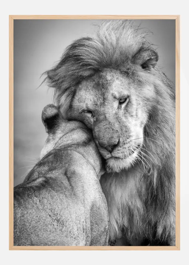 African Love! Plakāts