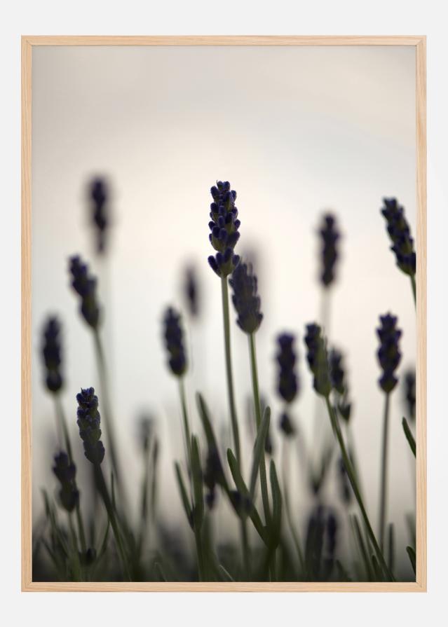 Swaying Fields Plakāts